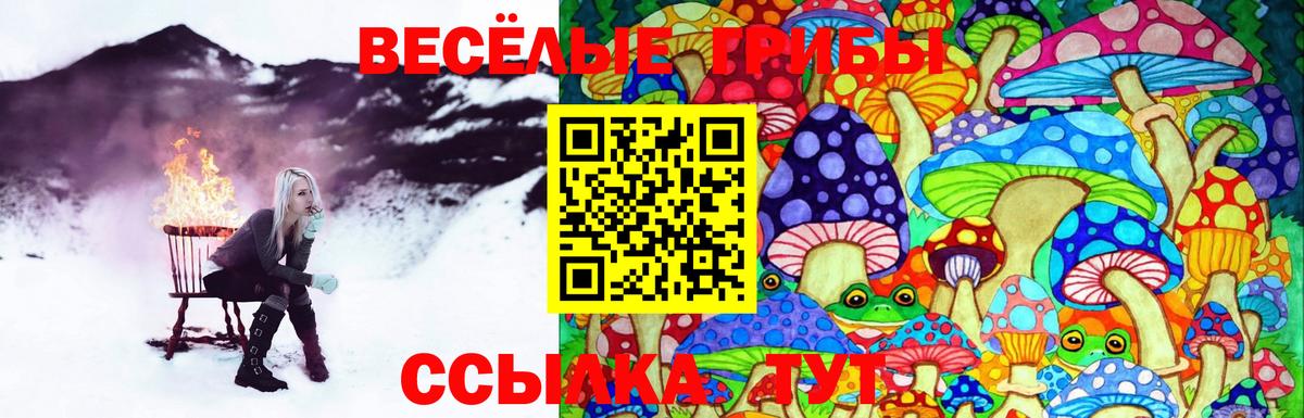 Галлюциногенные грибы GOLDEN TEACHER  Вход с VPN  Галлюциногенные грибы Cubensis  Новоалтайск 